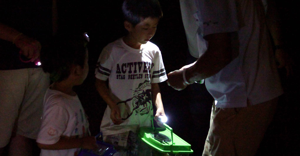 【宿泊者限定】夜の昆虫採集ツアー