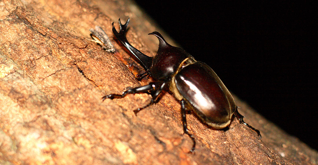 Night Insect Collecting Tour