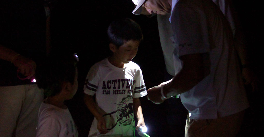 Night Insect Collecting Tour