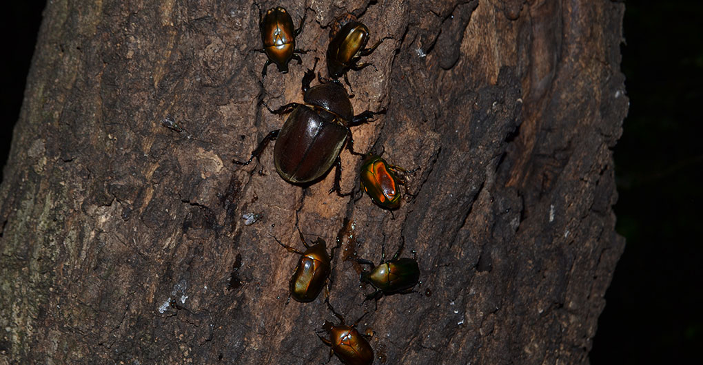 Creature Hunting Family Camp - Summer Creatures Edition -