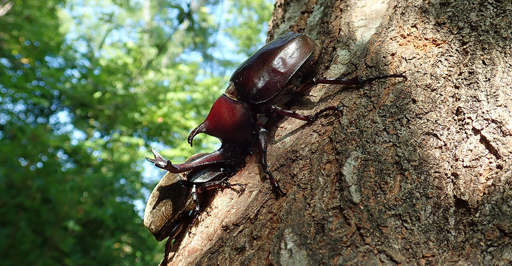 Morning Insect Collecting Tour