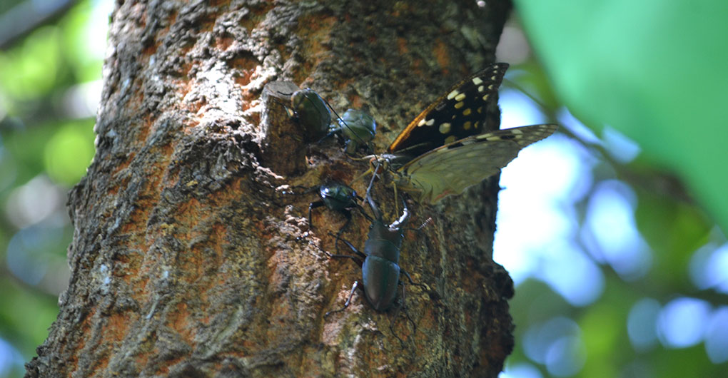 Morning Insect Collecting Tour