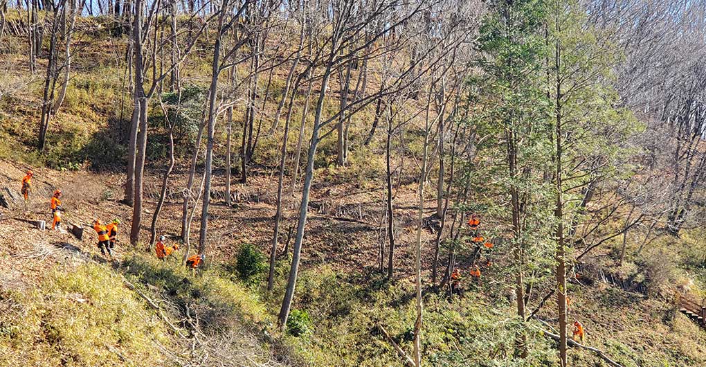 Forest Creation Workshop - Logging -