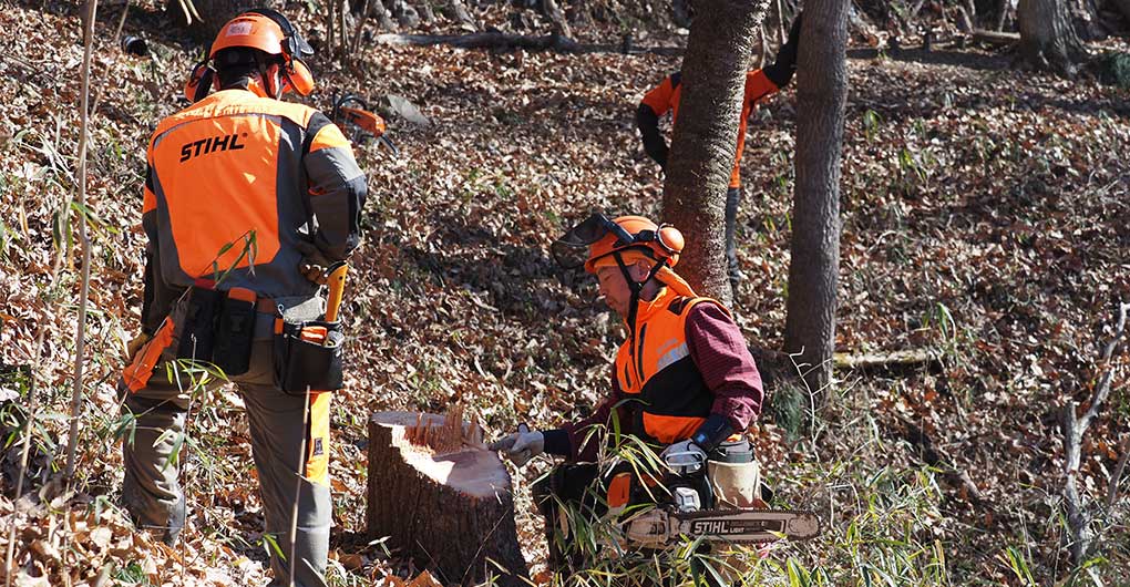 Forest Creation Workshop - Logging -