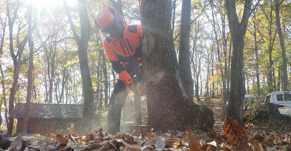 Forest Creation Workshop - Logging -