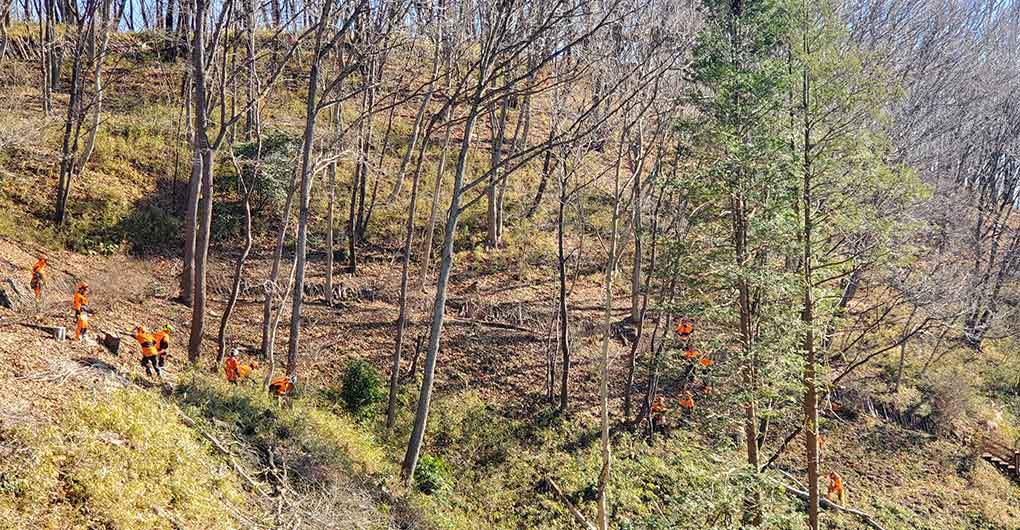 Forest Creation Workshop - Logging -