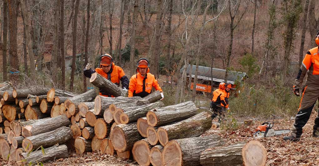 Forest Creation Workshop - Felling and Timber Extraction -