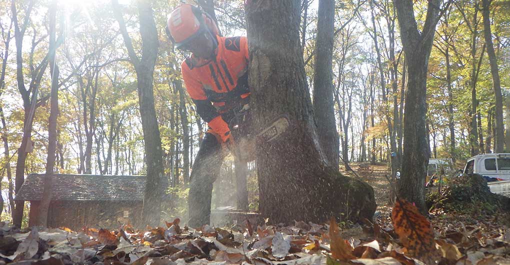 Forest Creation Workshop - Felling and Timber Extraction -