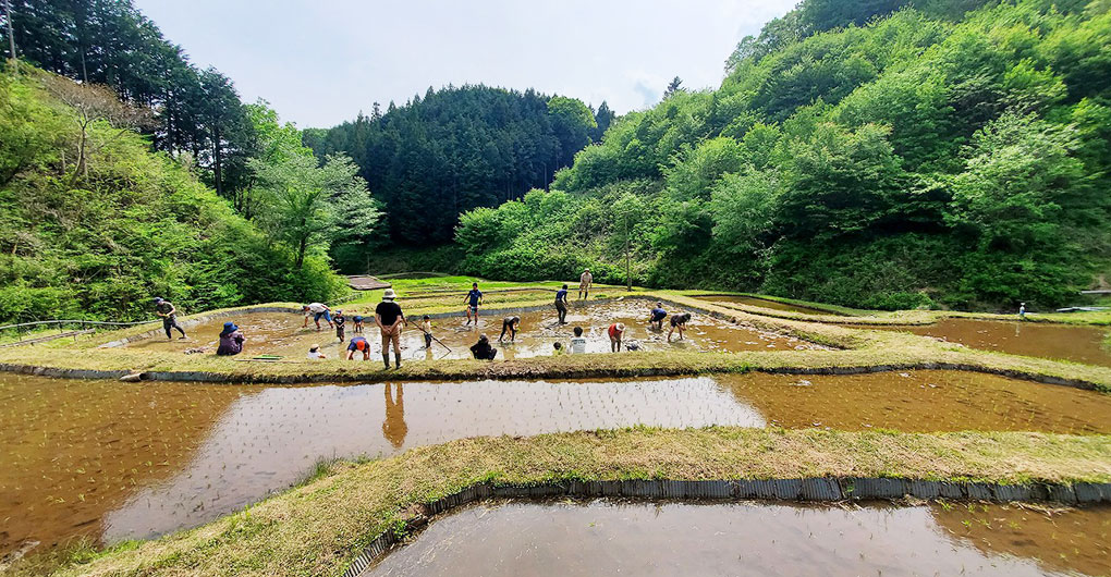 Includes a New Rice Gift! Parent-Child Satoyama Experience Play – Rice Planting –