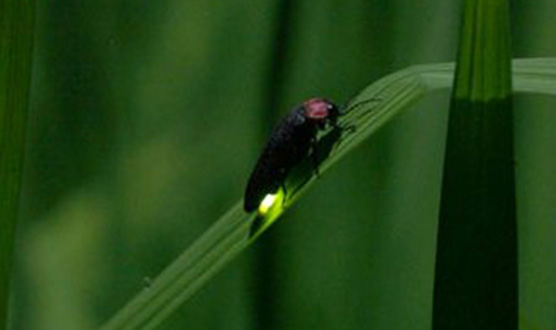 Firefly Alley