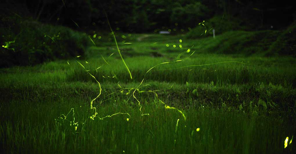 Creature Exploration Family Camp ~ Firefly Viewing and Early Summer Creatures Edition ~
