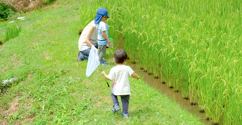 Creature Exploration Family Camp ~ Firefly Viewing and Early Summer Creatures Edition ~