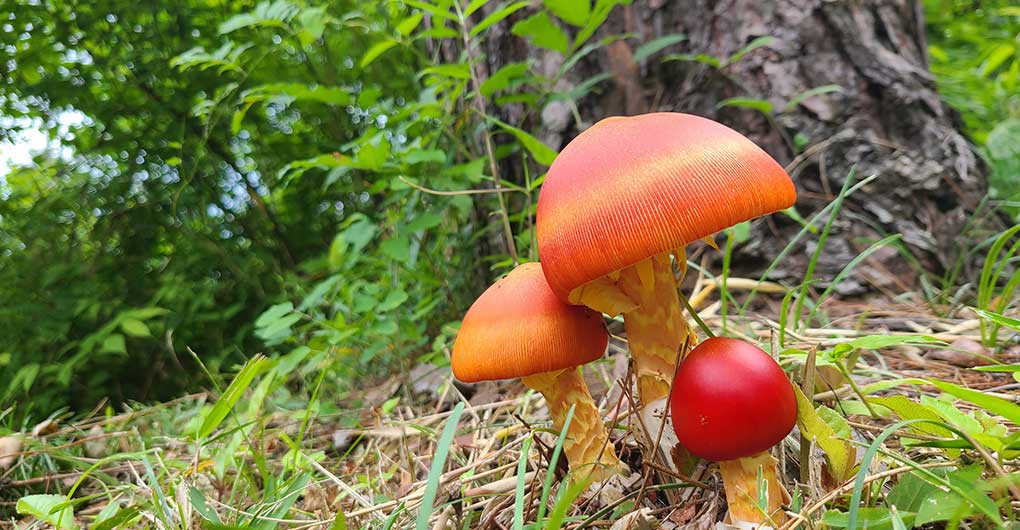 Acorn Forest Guided Walk