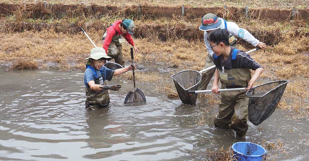 Pond Water Scooping and Creature Catching Experience