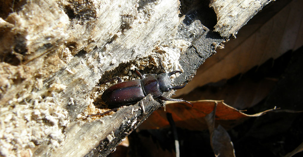 Searching for stag beetle larvae and making a breeding set