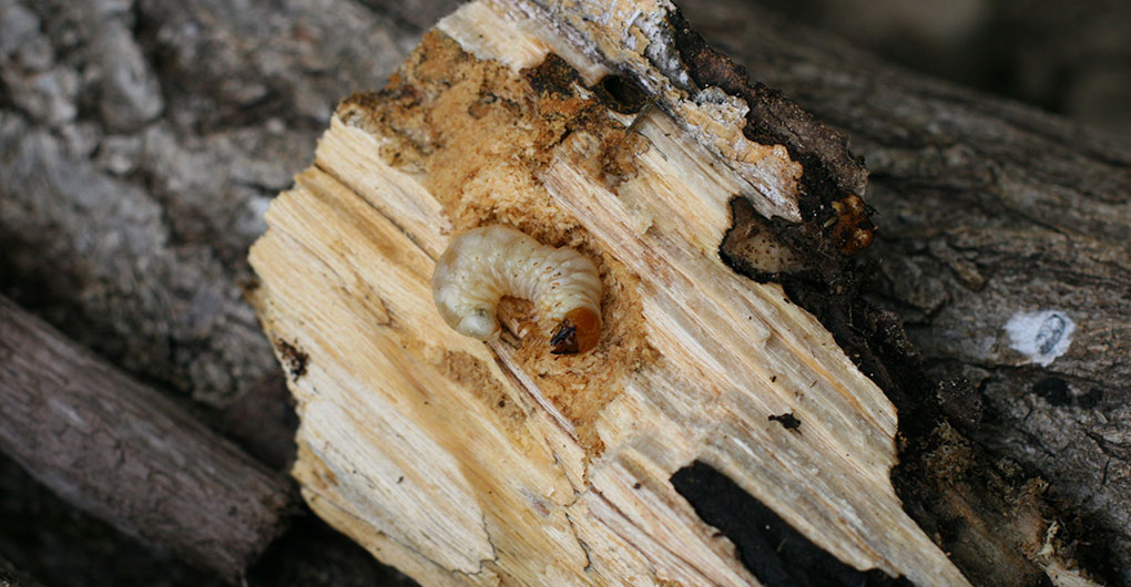 Searching for stag beetle larvae and making a breeding set