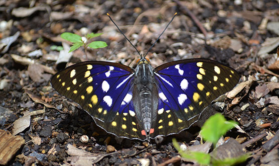 Purple Emperor Butterfly