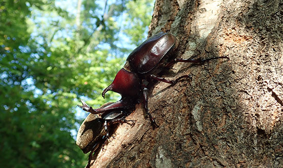 Beetle