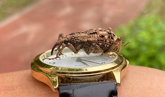 Great Weevil