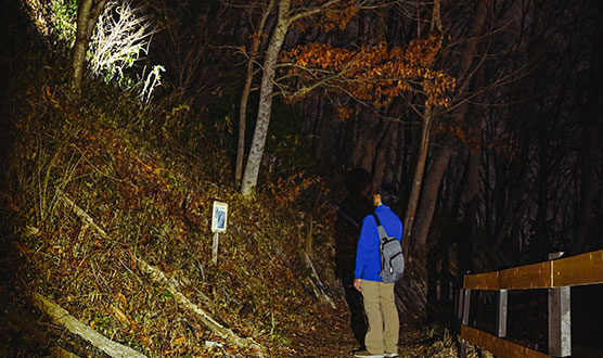 [Exclusive for Hotel and Camp Village Guests] Wonder Night Tour