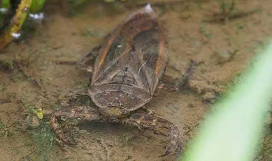 Tagame (Giant water bug)
