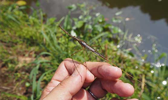 Water Scorpion