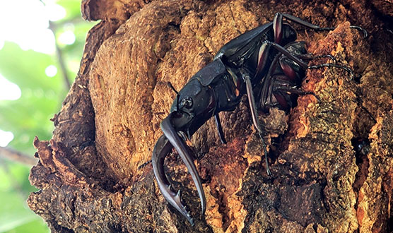 Sawtooth stag beetle