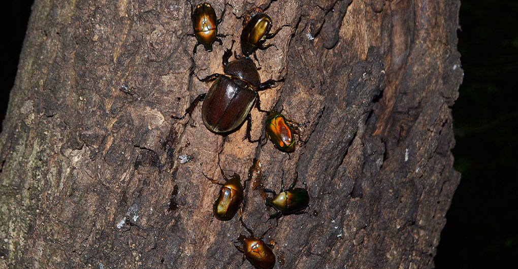 [Exclusive for guests] Night Insect Collecting Tour