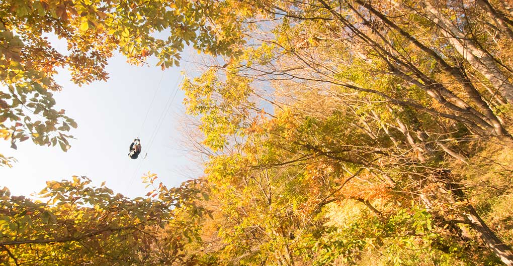 [For Lodgers Only] Soaring Through the Morning Forest: "Forest Zipline, Musasabi"
