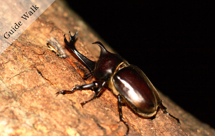 Night Insect Collecting Tour