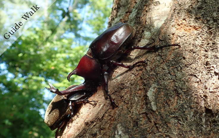 Morning Insect Collecting Tour