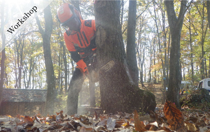 Forest Creation Workshop - Logging -