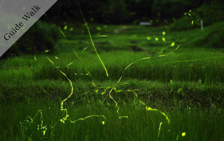Creature Exploration Family Camp ~ Firefly Viewing and Early Summer Creatures Edition ~