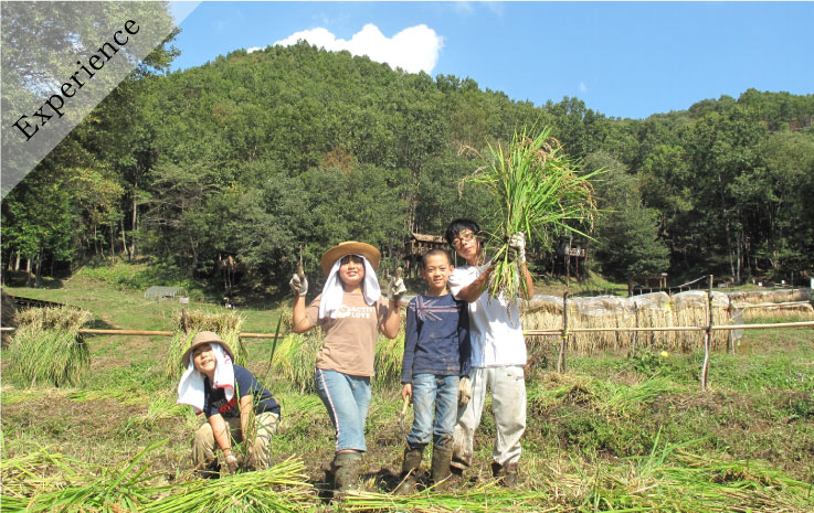 Includes a gift of new rice! Parent-child Satoyama experience play ~ Rice Harvesting ~
