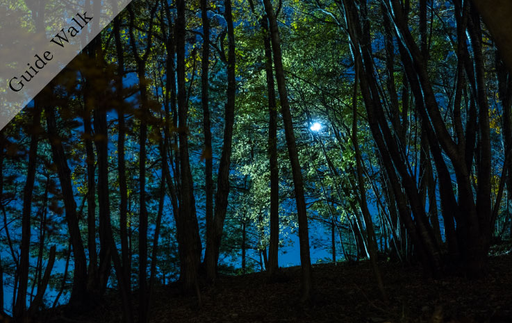 [Exclusive for Hotel and Camp Village Guests] Wonder Night Tour