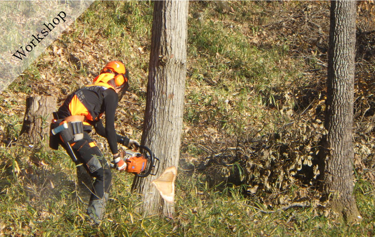 Forest Creation Workshop - Logging -