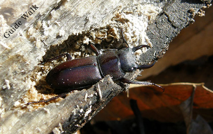 Searching for stag beetle larvae and making a breeding set