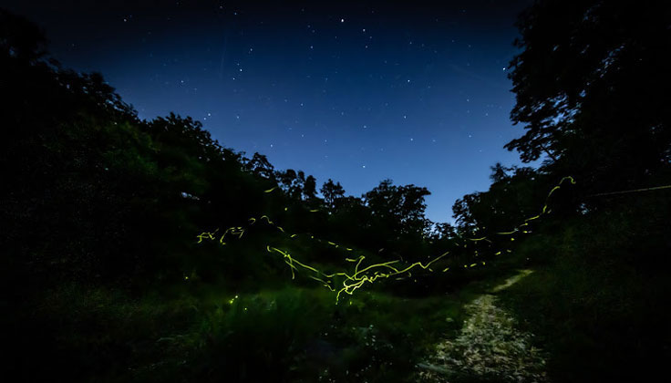 Summer Tradition! What is the precious environment where you can see fireflies?