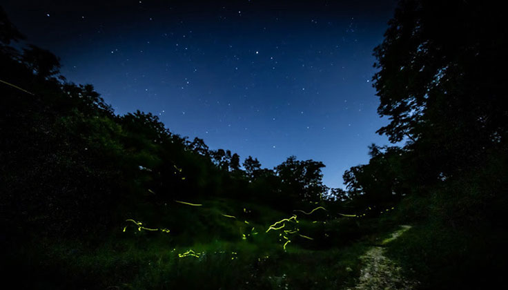 Experience the "Night Satoyama Experience Firefly Watching Tour" activity at Mobility Resort Motegi!