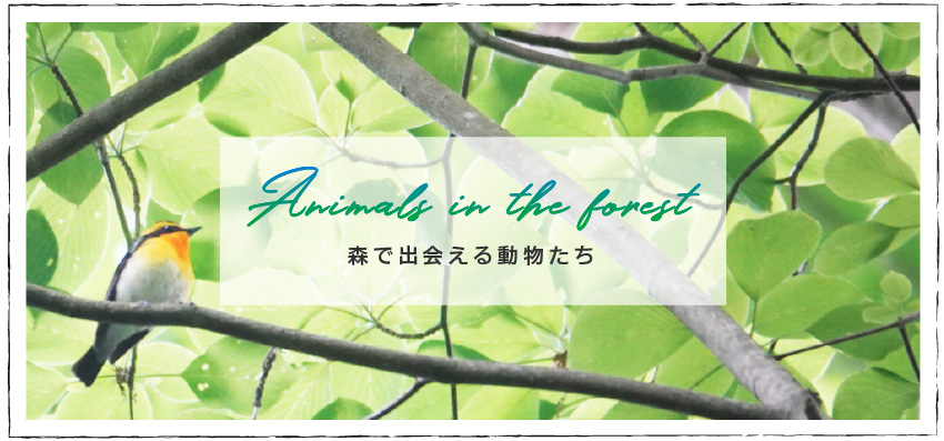 Animals You Can Meet in the Forest