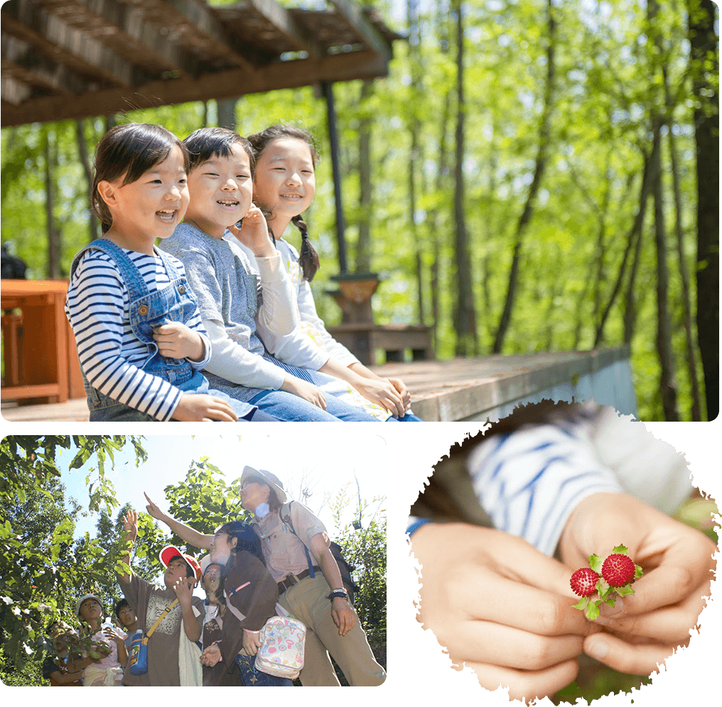 Forest Walk Program