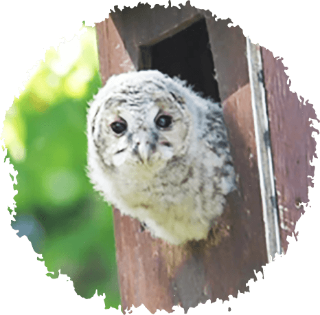 Owl