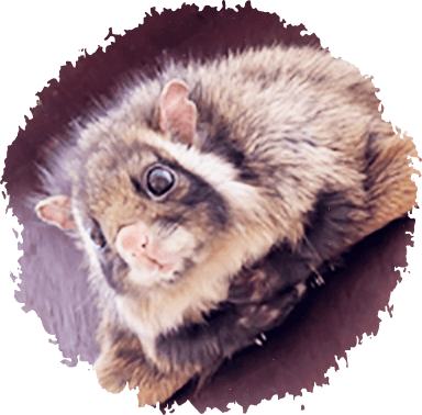 Flying Squirrel