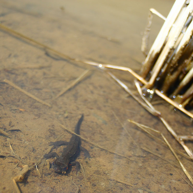 Red-bellied newt