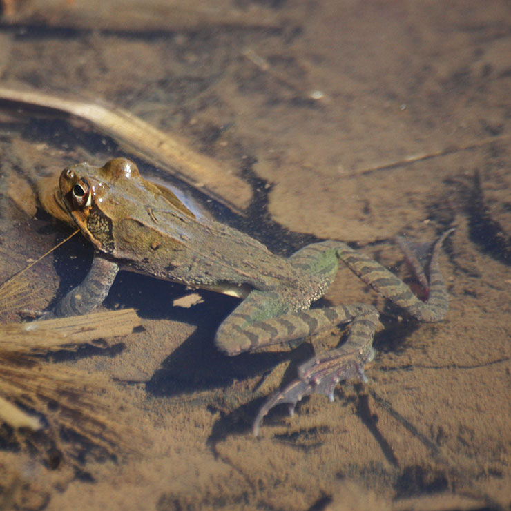 Japanese Brown Frog