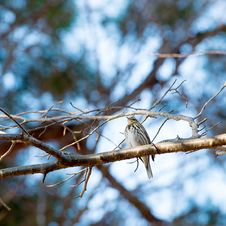 Bull-headed shrike