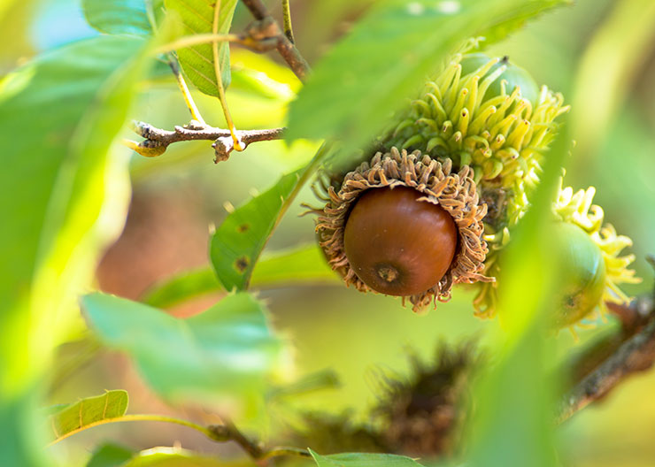 Quercus acutissima