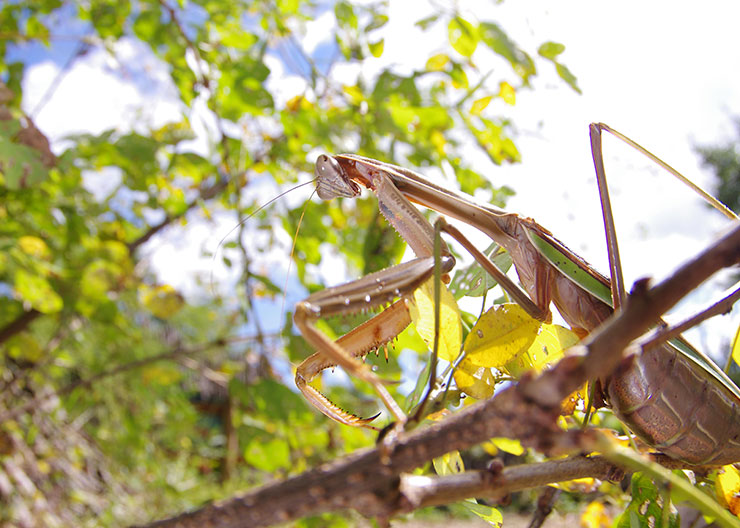 Giant Mantis
