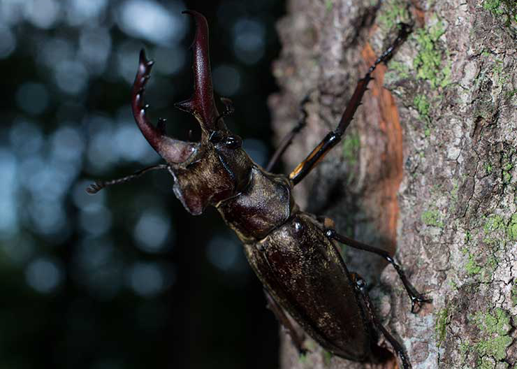 Miyama Stag Beetle