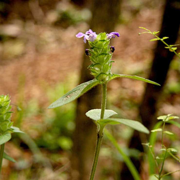 Echium